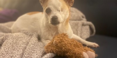 A little white and tan dog with big ears laying on a blanket with a stuffed animal.