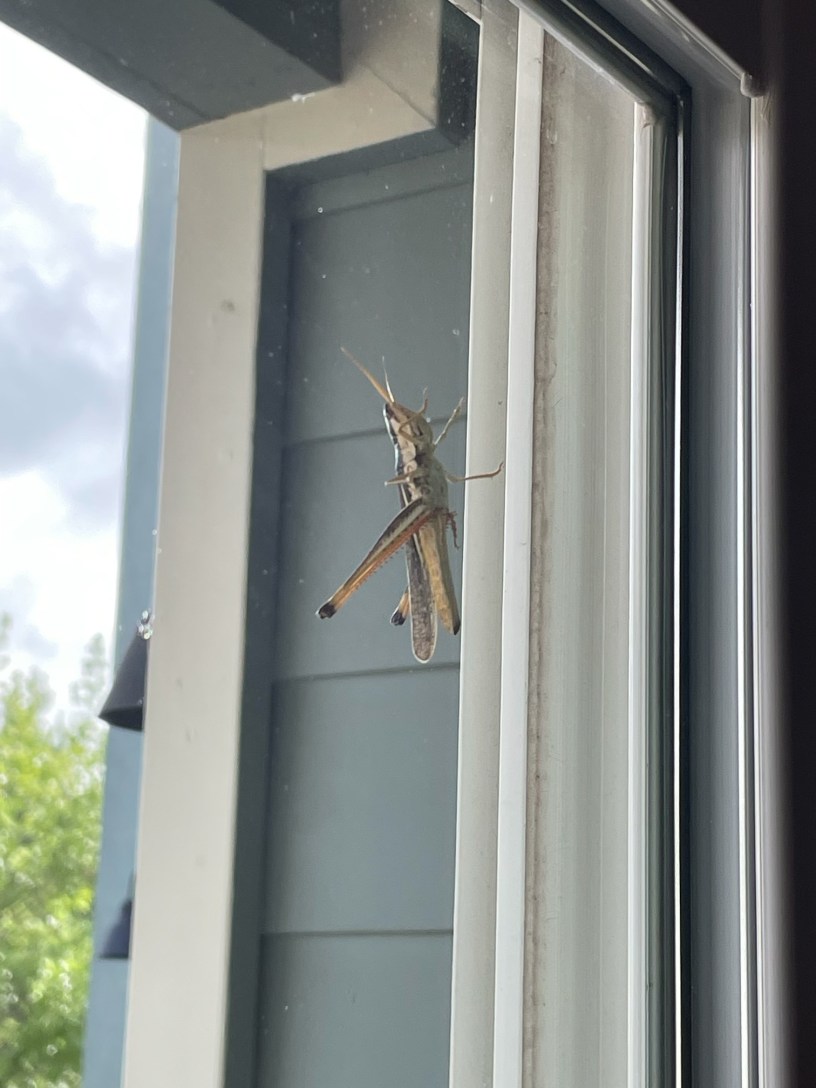 A grasshopper outside a glass sliding door.