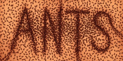 A trail of ants spelling out the word ANTS in all caps on an orange background dotted with more ants.