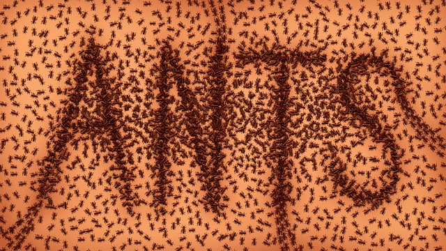 A trail of ants spelling out the word ANTS in all caps on an orange background dotted with more ants.