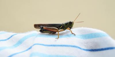 A cricket sitting atop a white cloth with light blue and dark blue stripes.