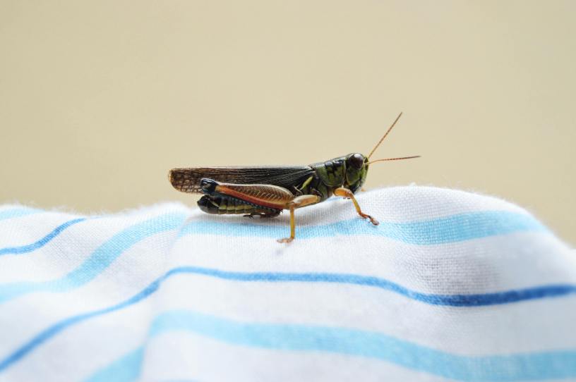 A cricket sitting atop a white cloth with light blue and dark blue stripes.