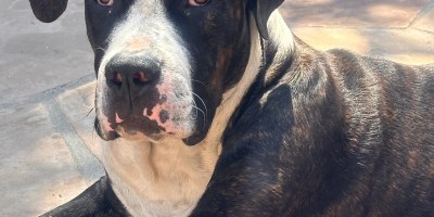 Big mixed breed black dog with brindle on his arms and body and white between his eyes and on his chest with sad brown eyes.