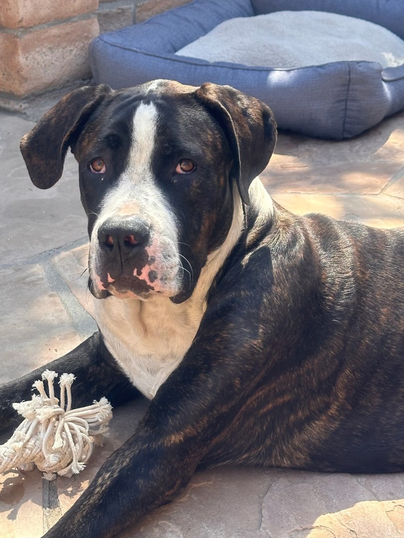 Big mixed breed black dog with brindle on his arms and body and white between his eyes and on his chest with sad brown eyes.