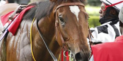 A chestnut racehorse looks toward the camera as the jockey gets ready to mount him for a race.