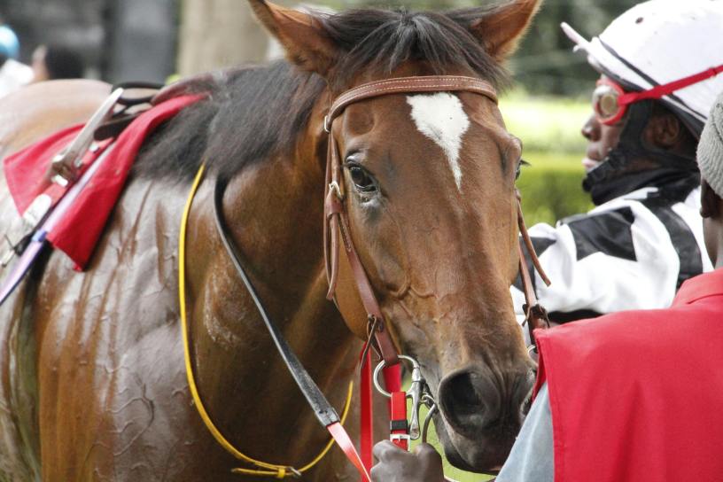 A chestnut racehorse looks toward the camera as the jockey gets ready to mount him for a race.