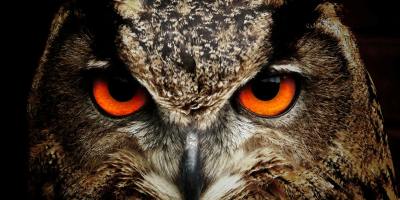 Extreme close up of a brown owl's reddish eyes and beak.
