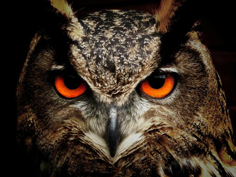Extreme close up of a brown owl's reddish eyes and beak.