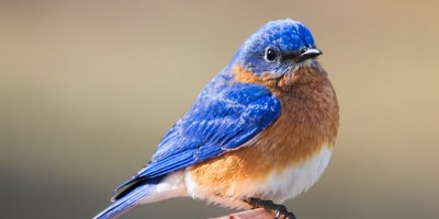 A bluebird with blue wings, orange chest and white belly sits atop the roof of a wooden bird house.