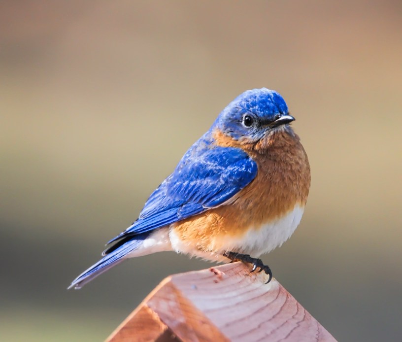 A bluebird with blue wings, orange chest and white belly sits atop the roof of a wooden bird house.