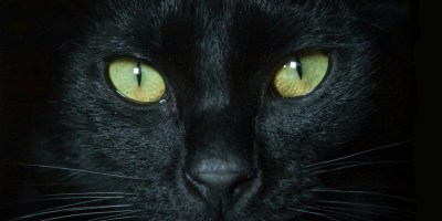Close up of a black cat's face showing green eyes, nose and whiskers.