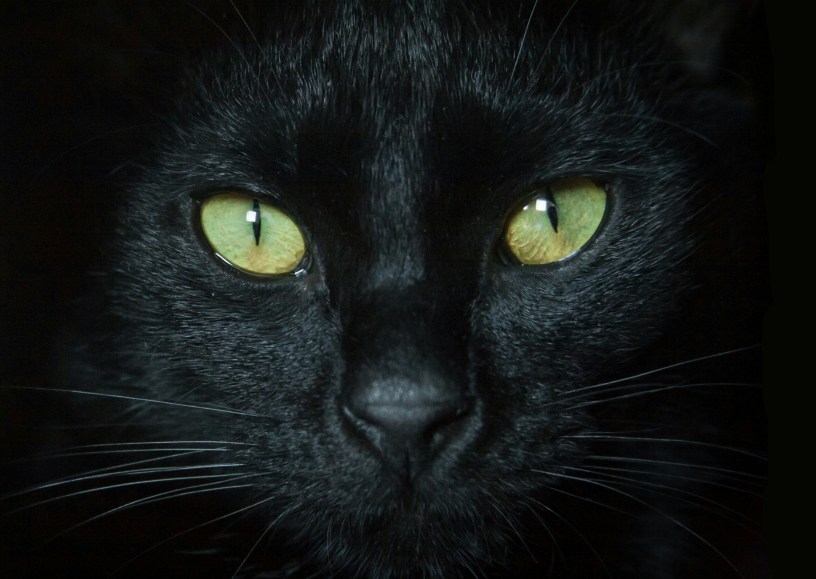 Close up of a black cat's face showing green eyes, nose and whiskers.