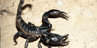 A black scorpion with its tail up and pincher ready on light brown sand.