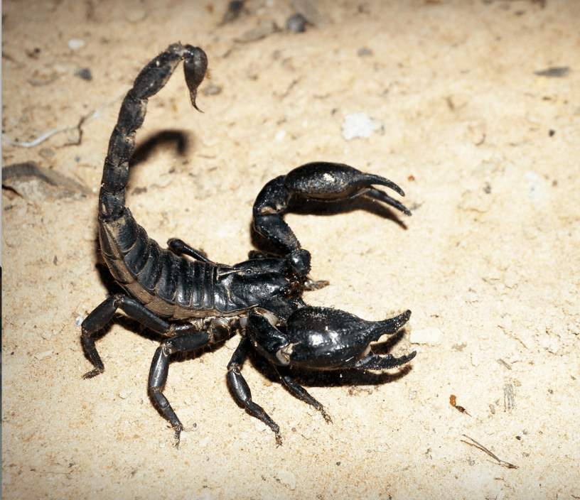 A black scorpion with its tail up and pincher ready on light brown sand.