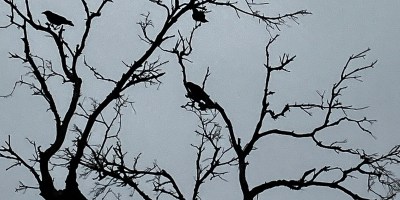 A leafless tree with black crows sitting on several branches against a gray sky.