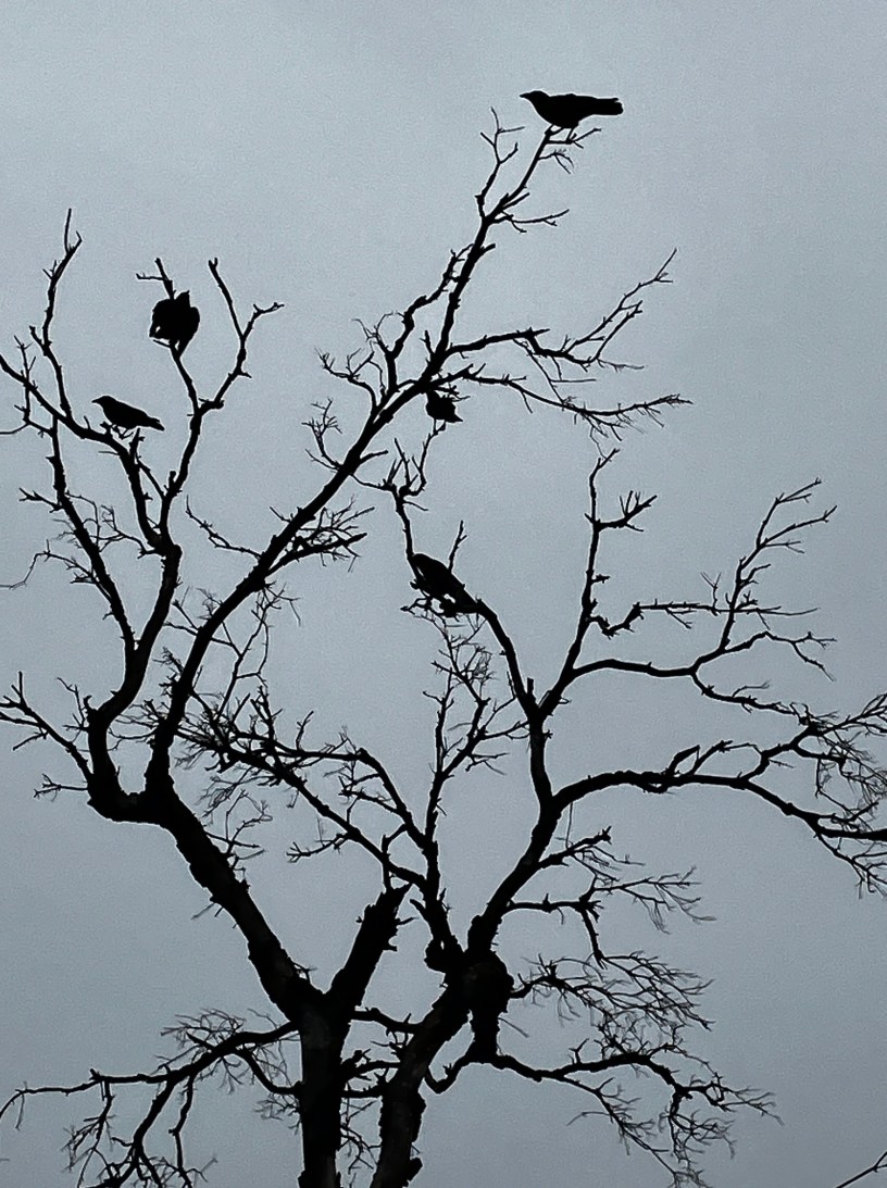 A leafless tree with black crows sitting on several branches against a gray sky.