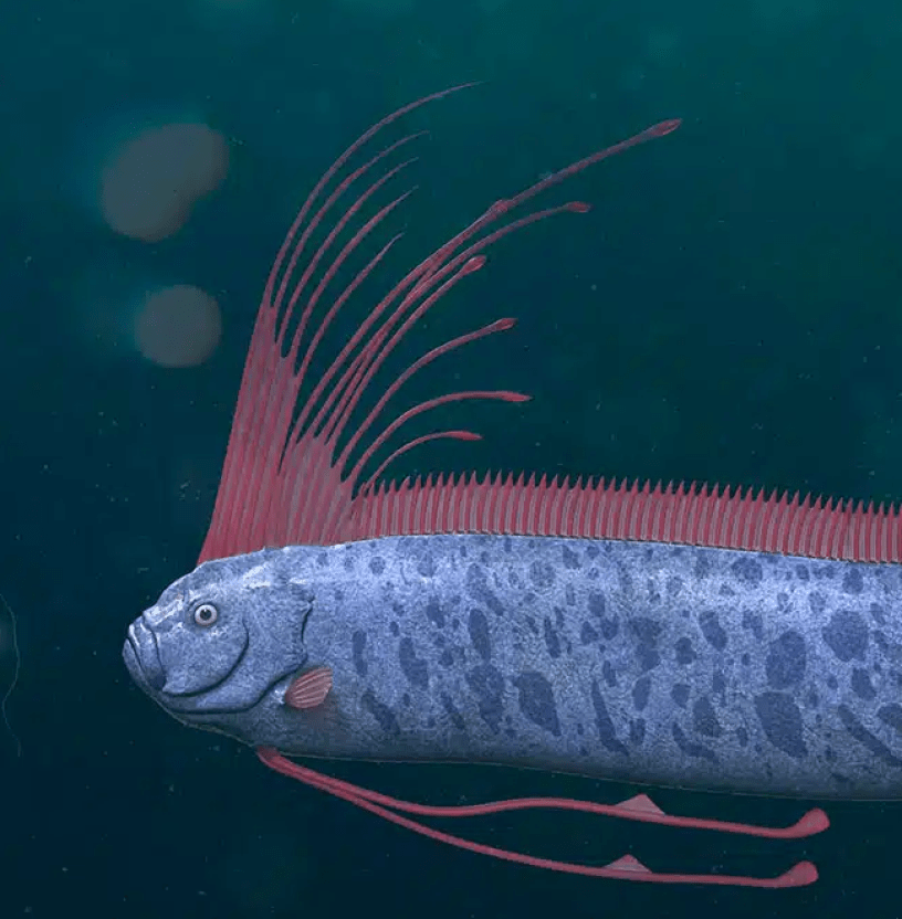 A long spotted silver oarfish with a long red crest on its head followed by red comb-like crest along its back.