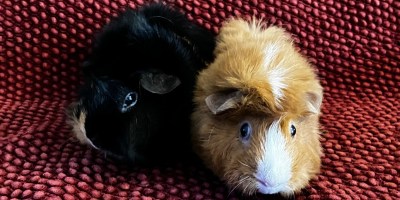 A black guinea pig is next to an orange and white guinea on top of a textured red surface.