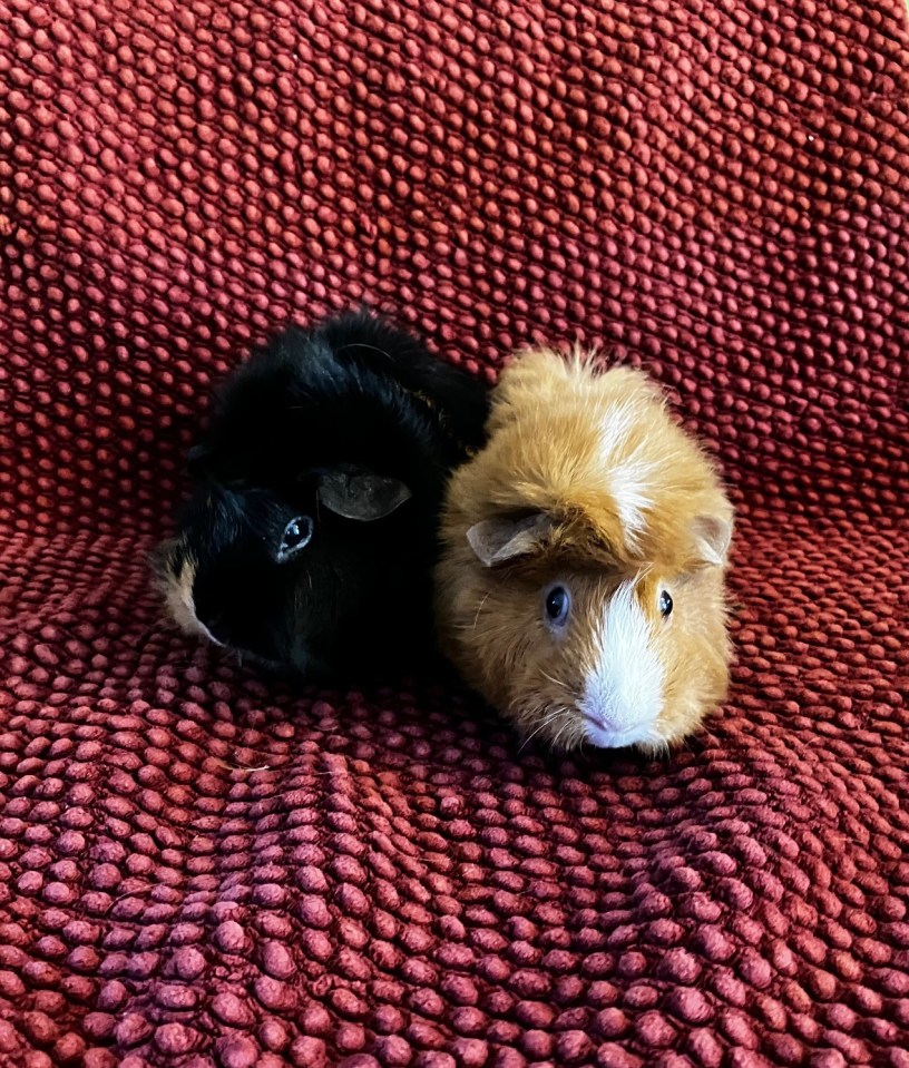 A black guinea pig is next to an orange and white guinea on top of a textured red surface.