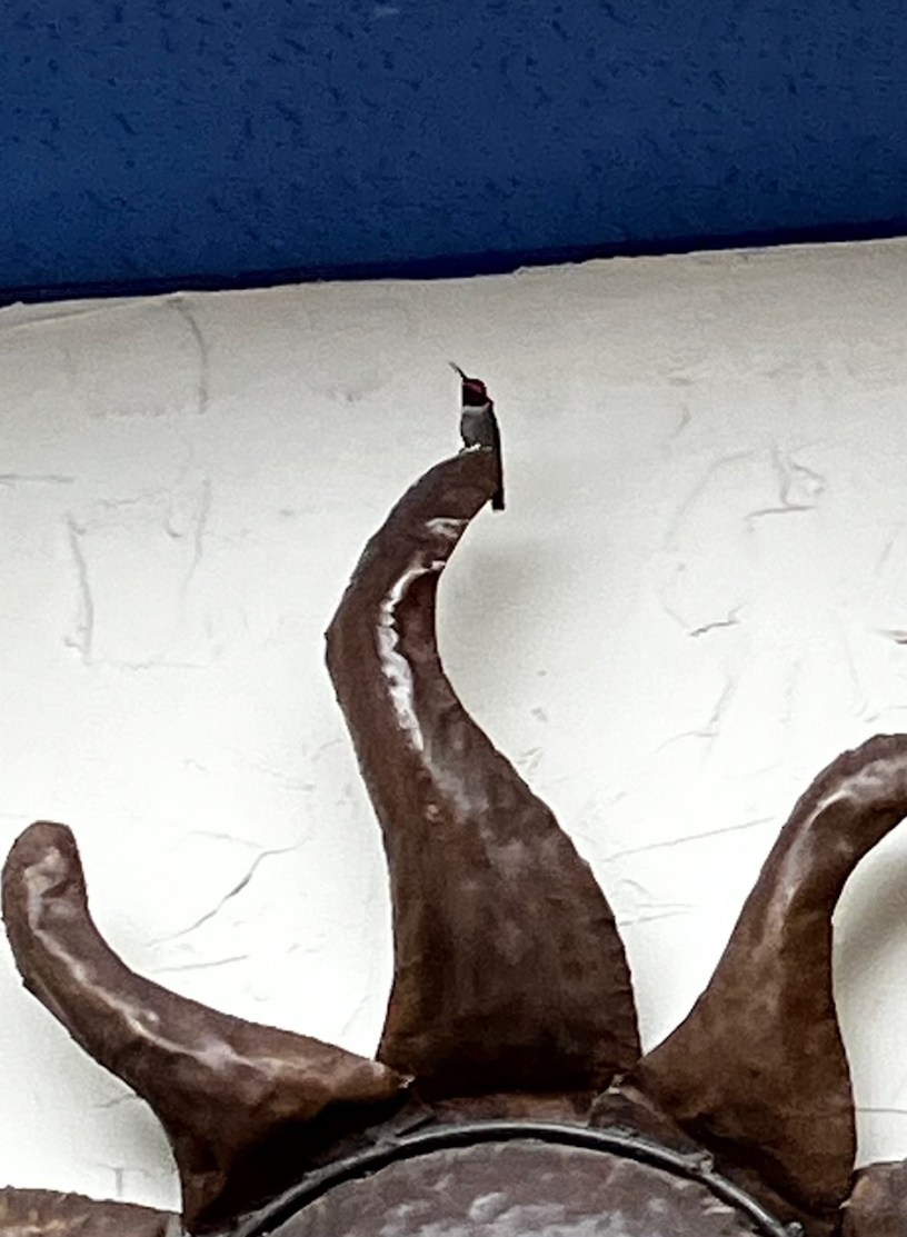 A tiny black-chinned hummingbird perched on the top ray of a brown metal sun sculpture.